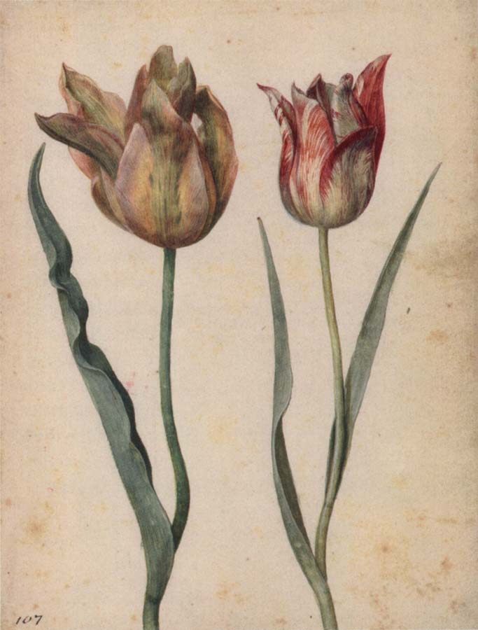 Two Tulips